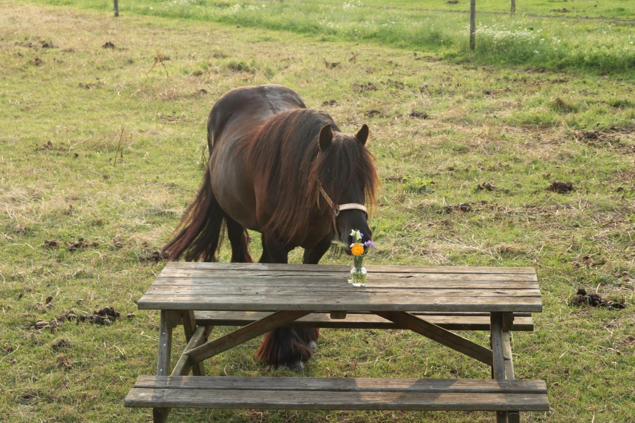 Slapen Tussen De Paarden Hotel Essen ภายนอก รูปภาพ